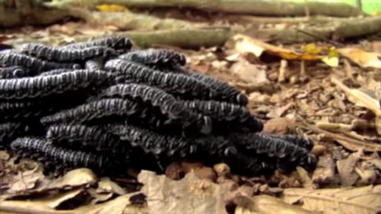 Backdrop image for movie biletipobilequandovocêvomitadebarrigavazia