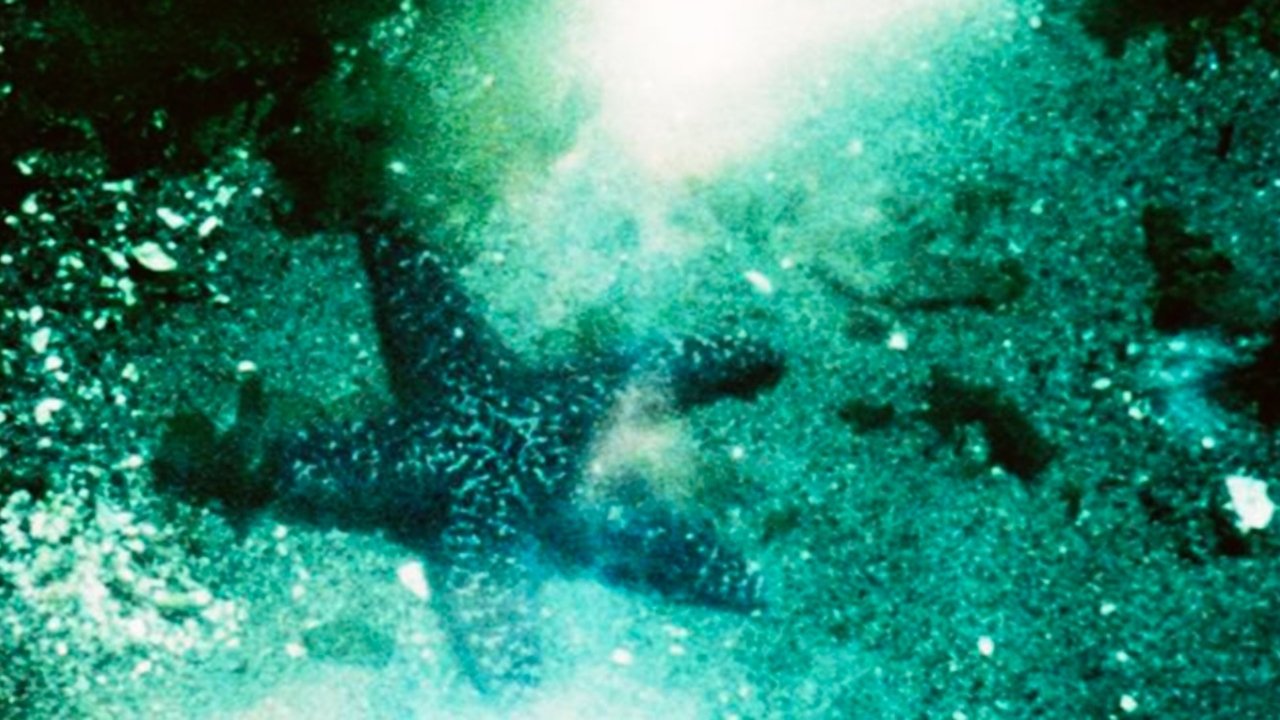 Backdrop image for movie A Child’s Garden and the Serious Sea