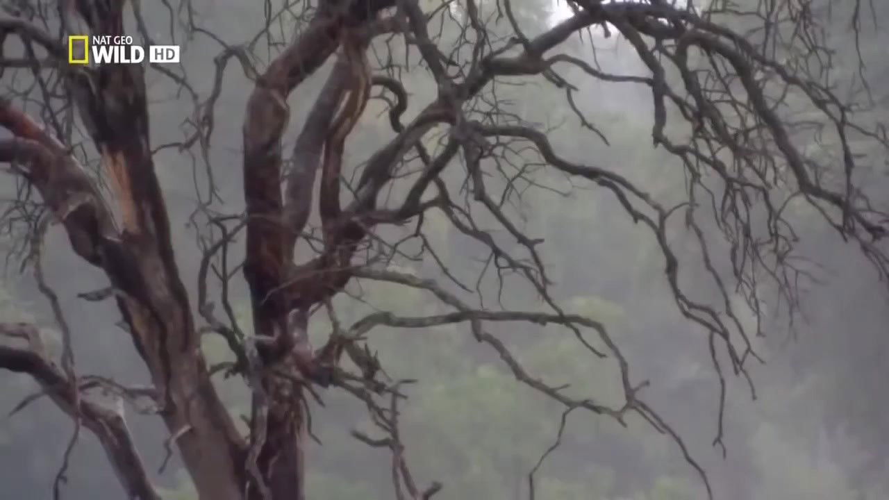 Backdrop image for movie Lion Brotherhood