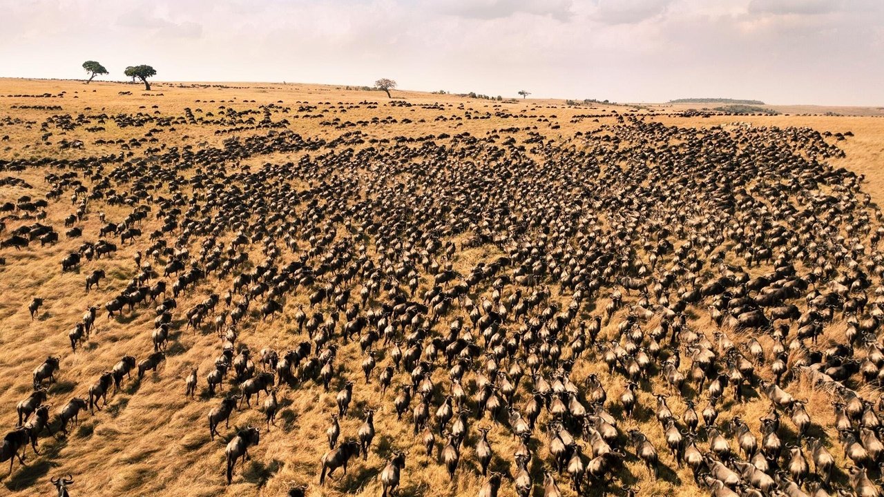 Backdrop image for movie Running With The Beest