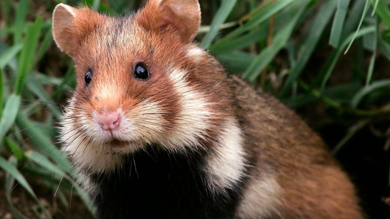 Backdrop image for movie Qui a peur du grand hamster ?
