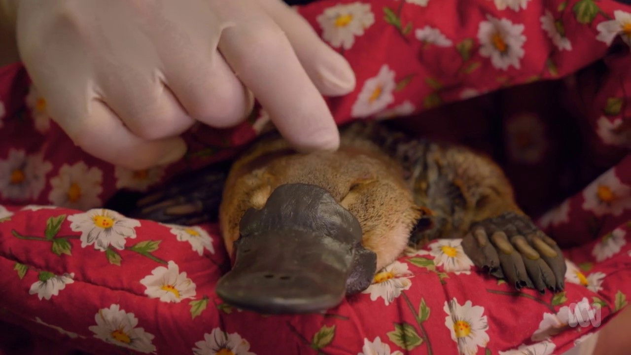 Backdrop image for movie The Platypus Guardian