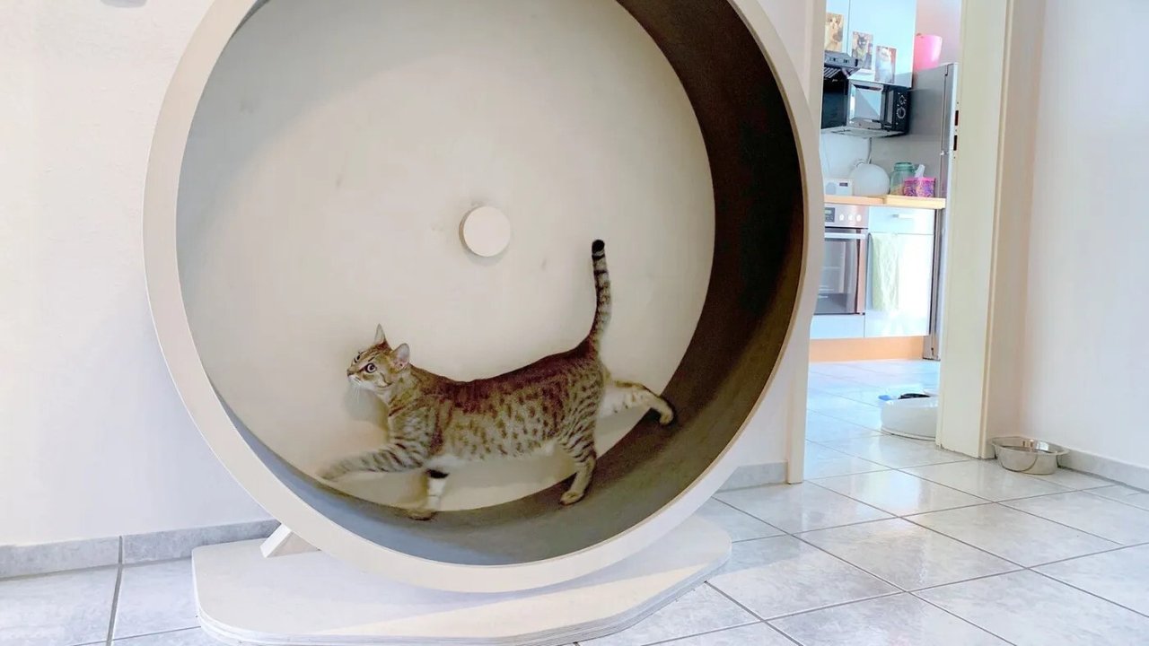 Backdrop image for movie Das geheime Wesen der Katzen