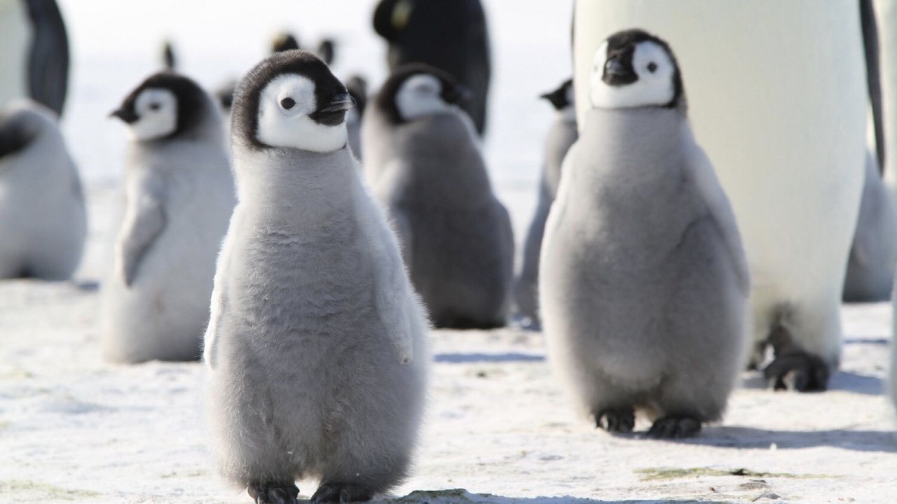 Backdrop image for movie Pengi and Sommi
