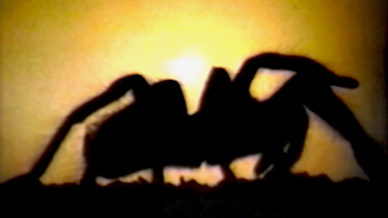 Backdrop image for movie Tarantella