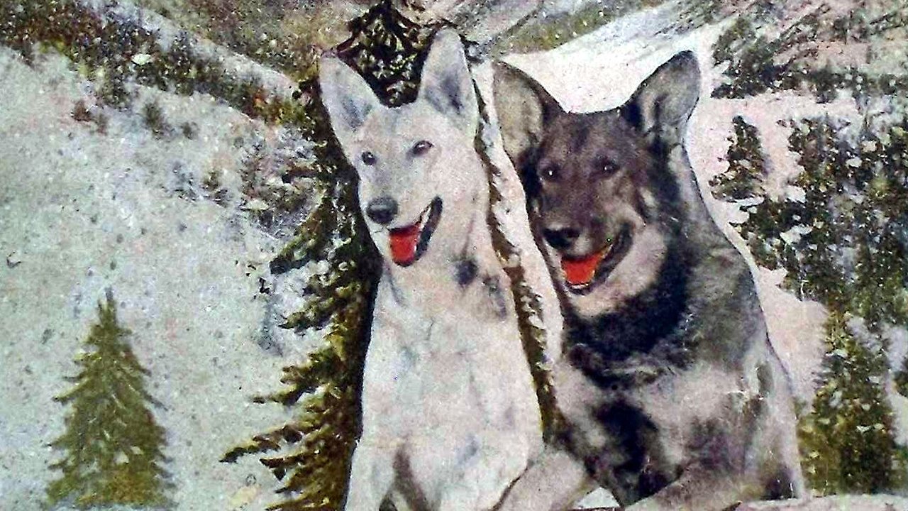 Backdrop image for movie A Hero of the Big Snows
