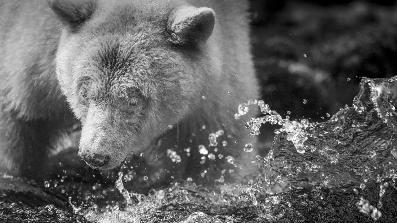 Backdrop image for movie Elementa