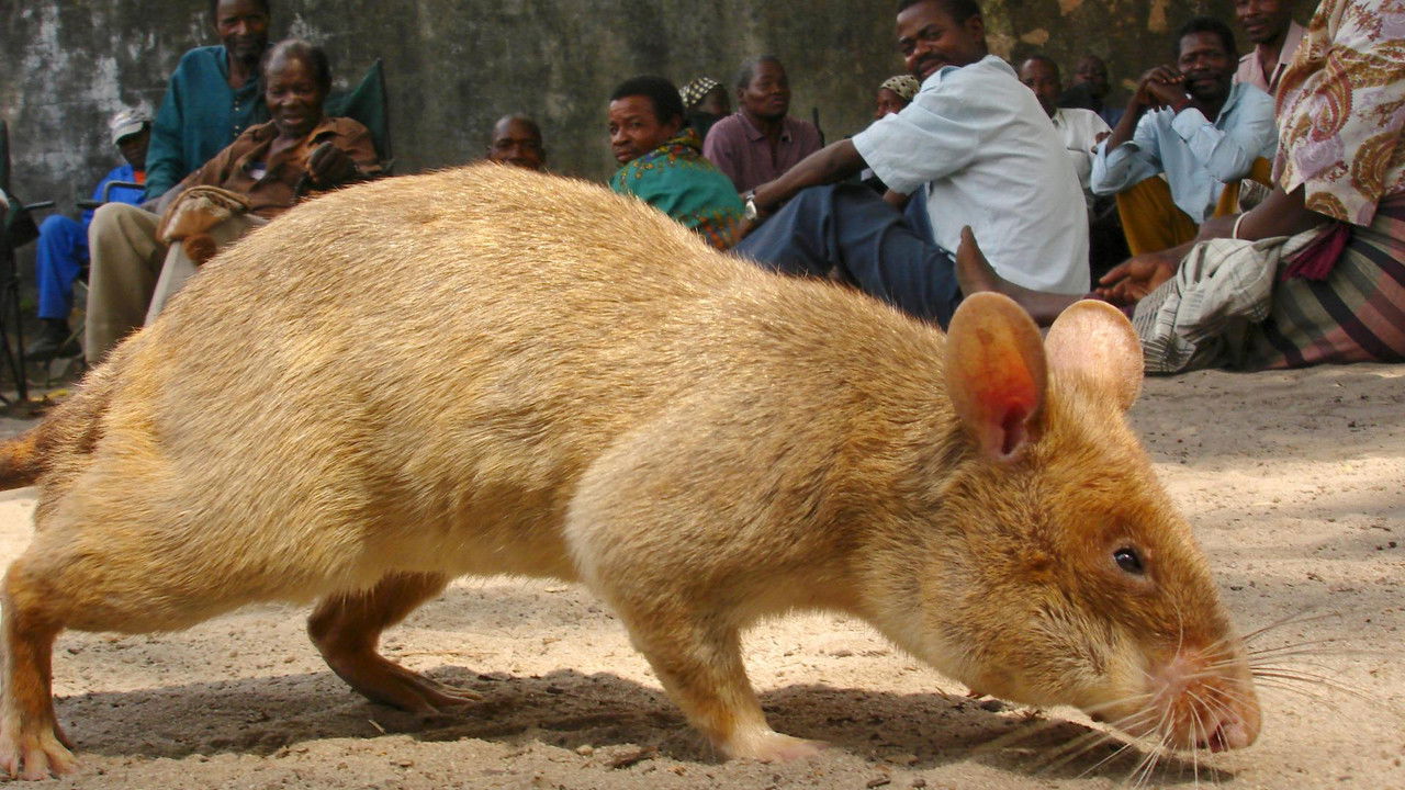 Backdrop image for movie Detecting Danger: Africa's Giant Rats