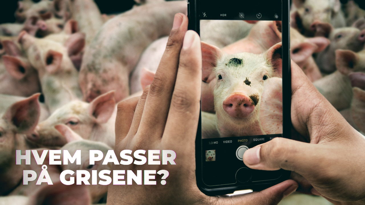 Backdrop image for movie Hvem passer på grisene?