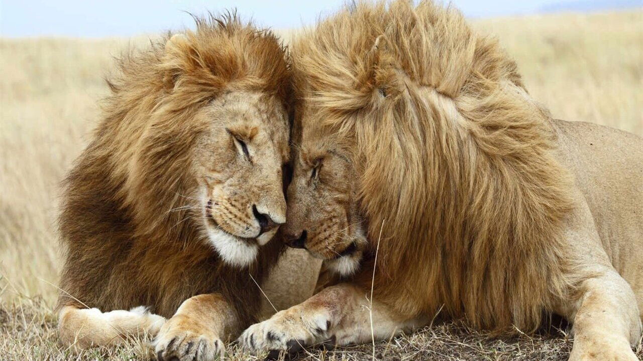 Backdrop image for movie Second Nature: Gender and Sexuality in the Animal World