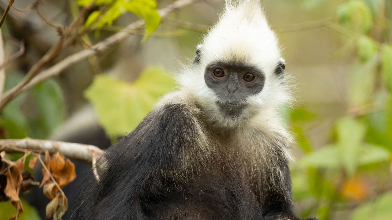 Backdrop image for movie China's Secret Monkey Kingdom