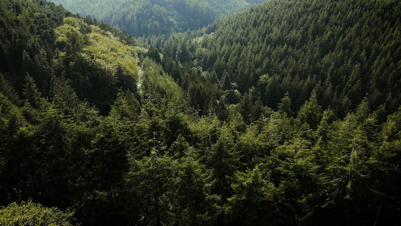 Backdrop image for movie Dorians