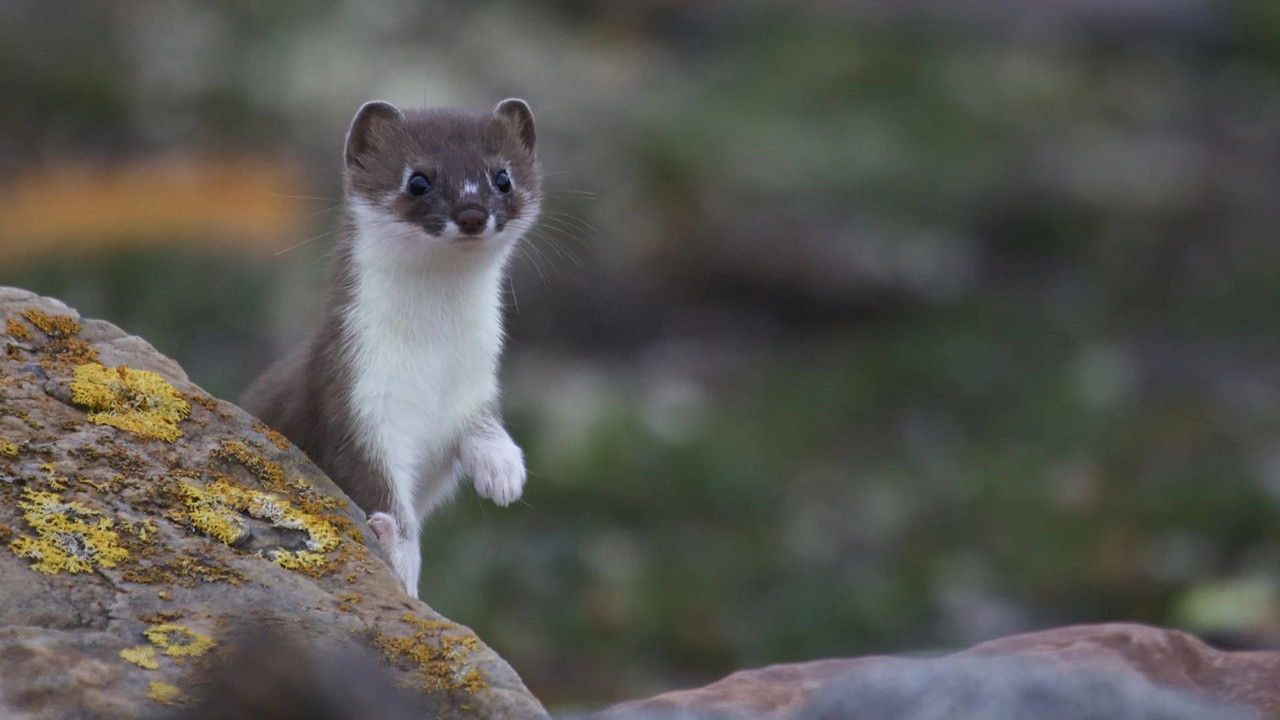 Backdrop image for movie Weasels: Feisty and Fearless