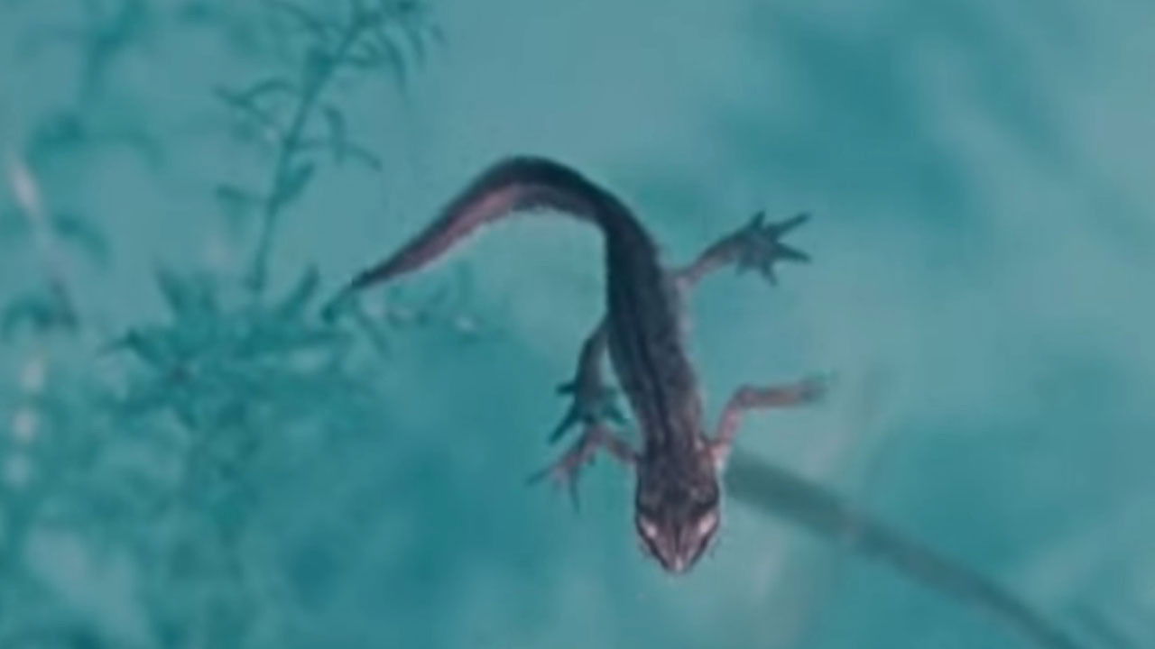 Backdrop image for movie Life and Death in A Pond