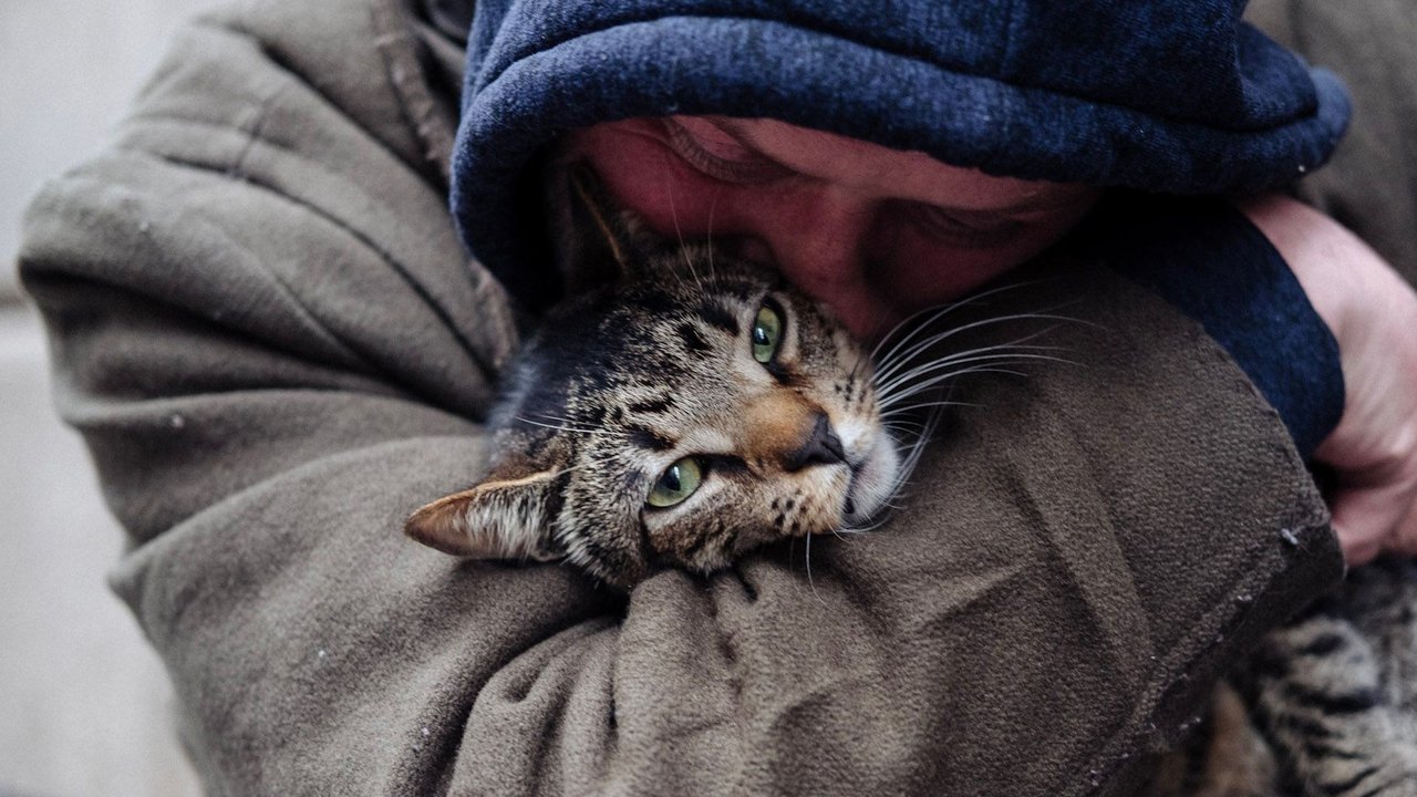Backdrop image for movie Cat Daddies