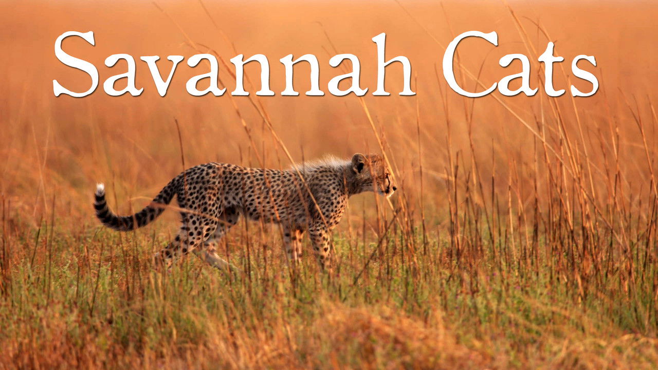 Backdrop image for movie Savannah Cats