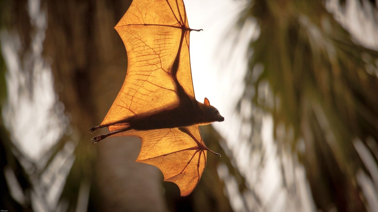 Backdrop image for movie Wonders of the Monsoon