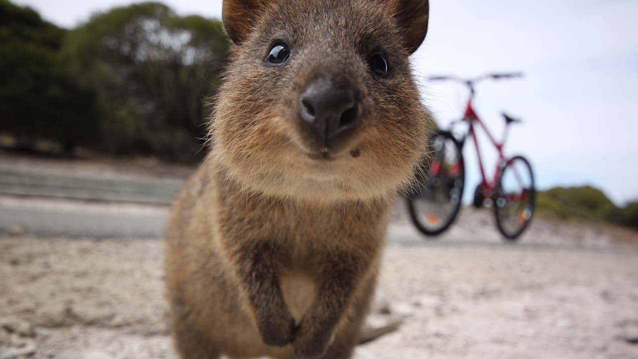 Backdrop image for movie Happy Animals
