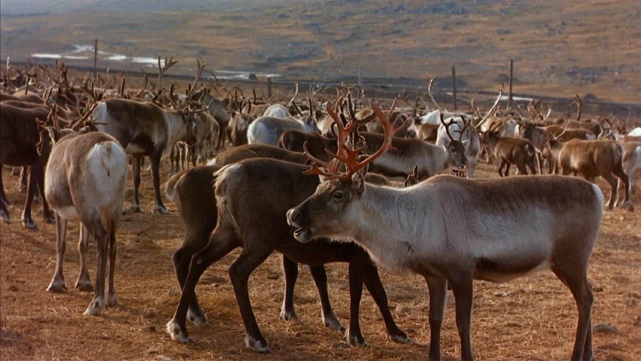 Backdrop image for movie Great North