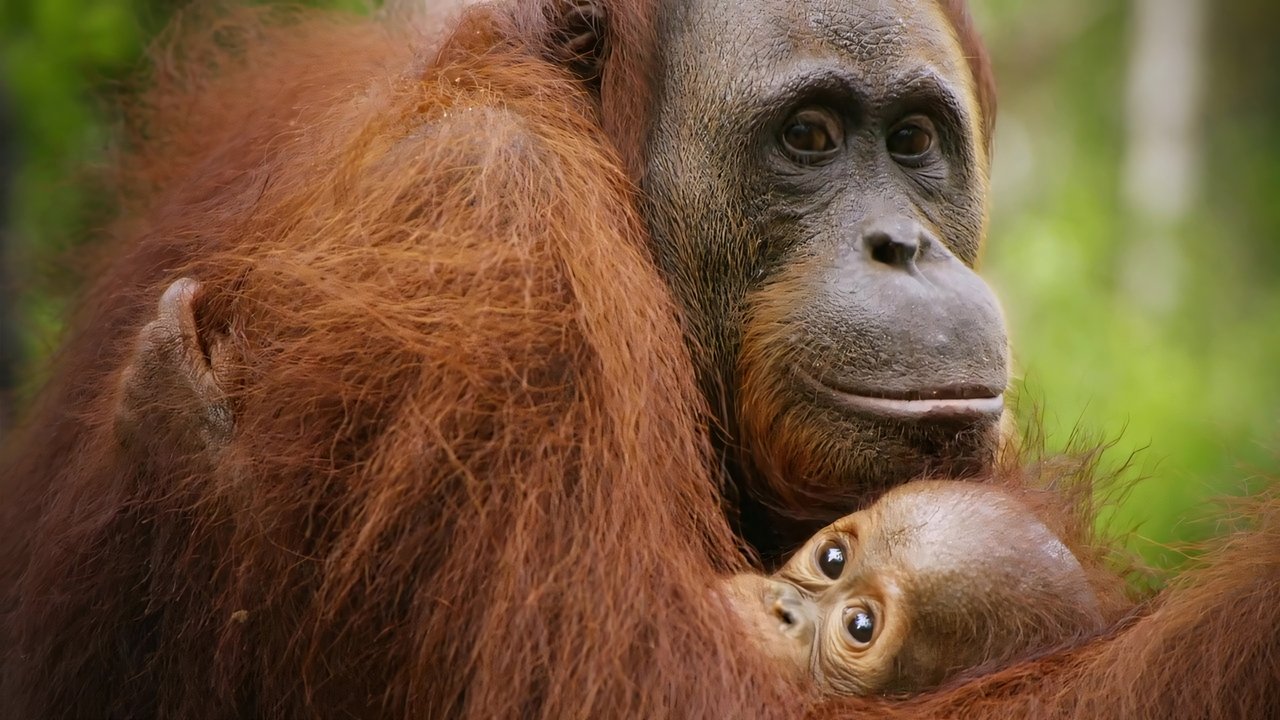 Backdrop image for movie Red Ape: Saving the Orangutan