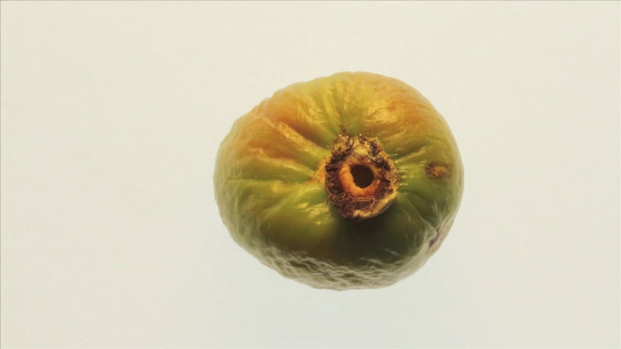 Backdrop image for movie Suddenly, Last Summer