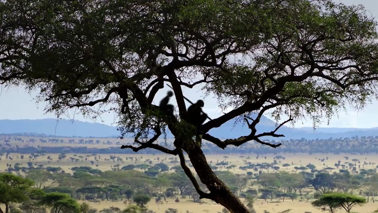Backdrop image for movie Homo sapiens, the New Origins