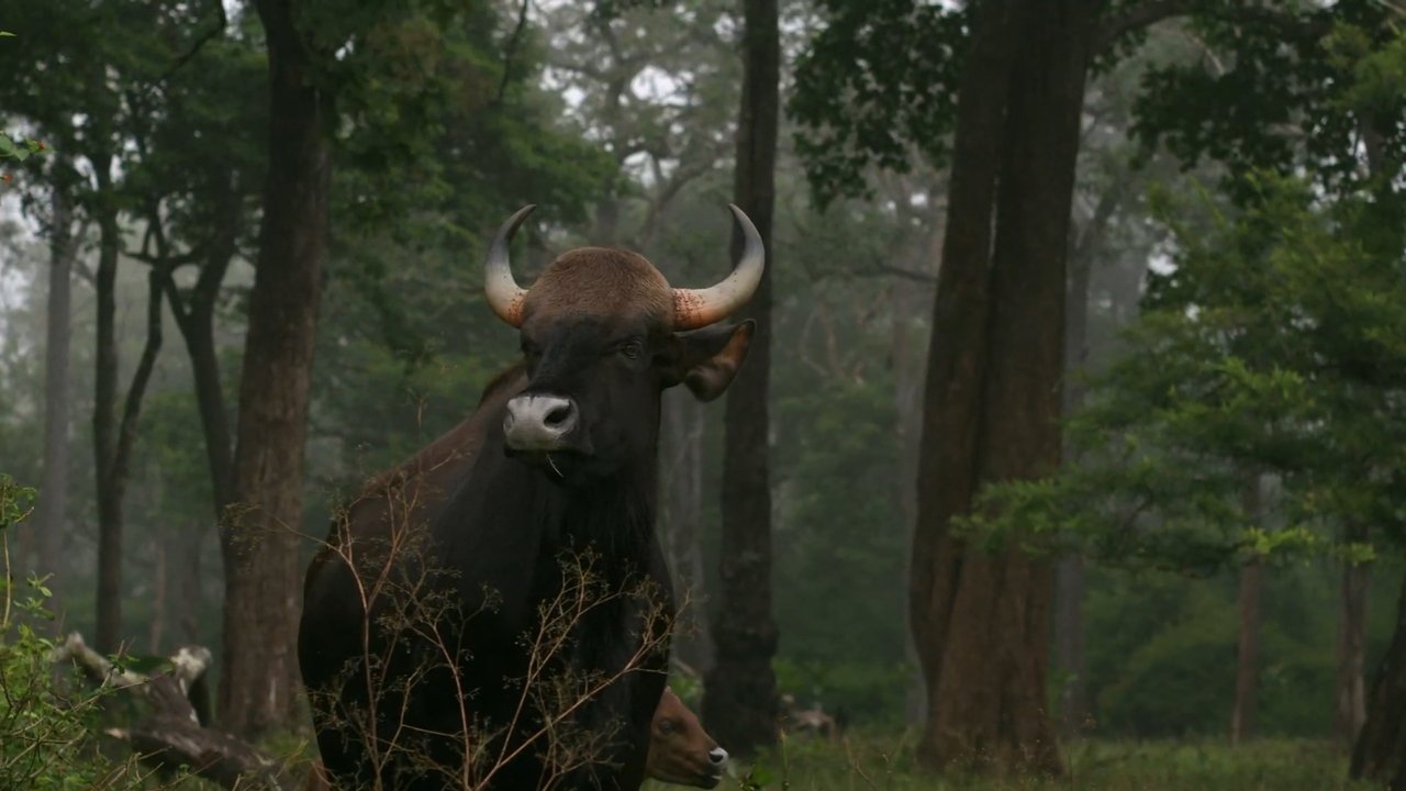 Backdrop image for movie Wild Karnataka