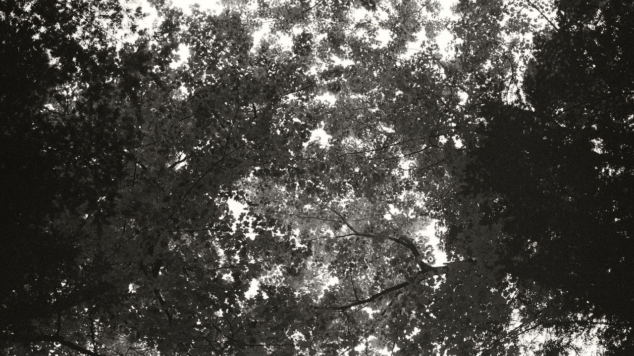 Backdrop image for movie Idle Hours