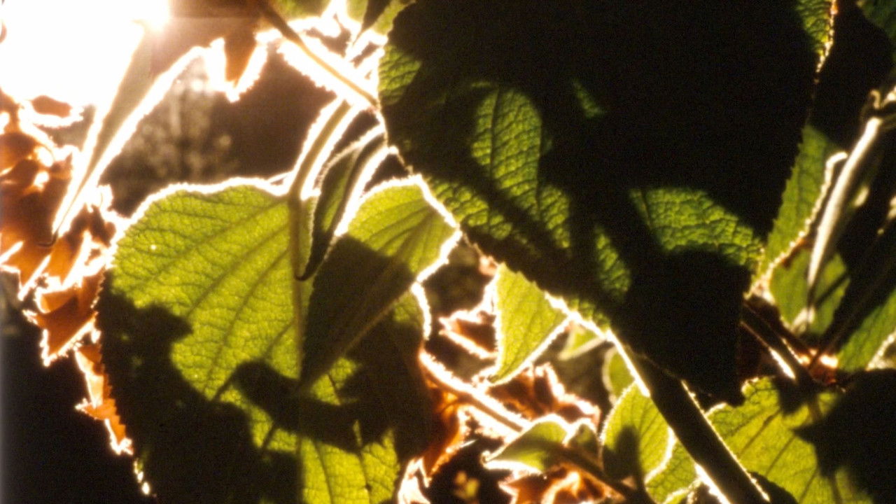 Backdrop image for movie Ember Days