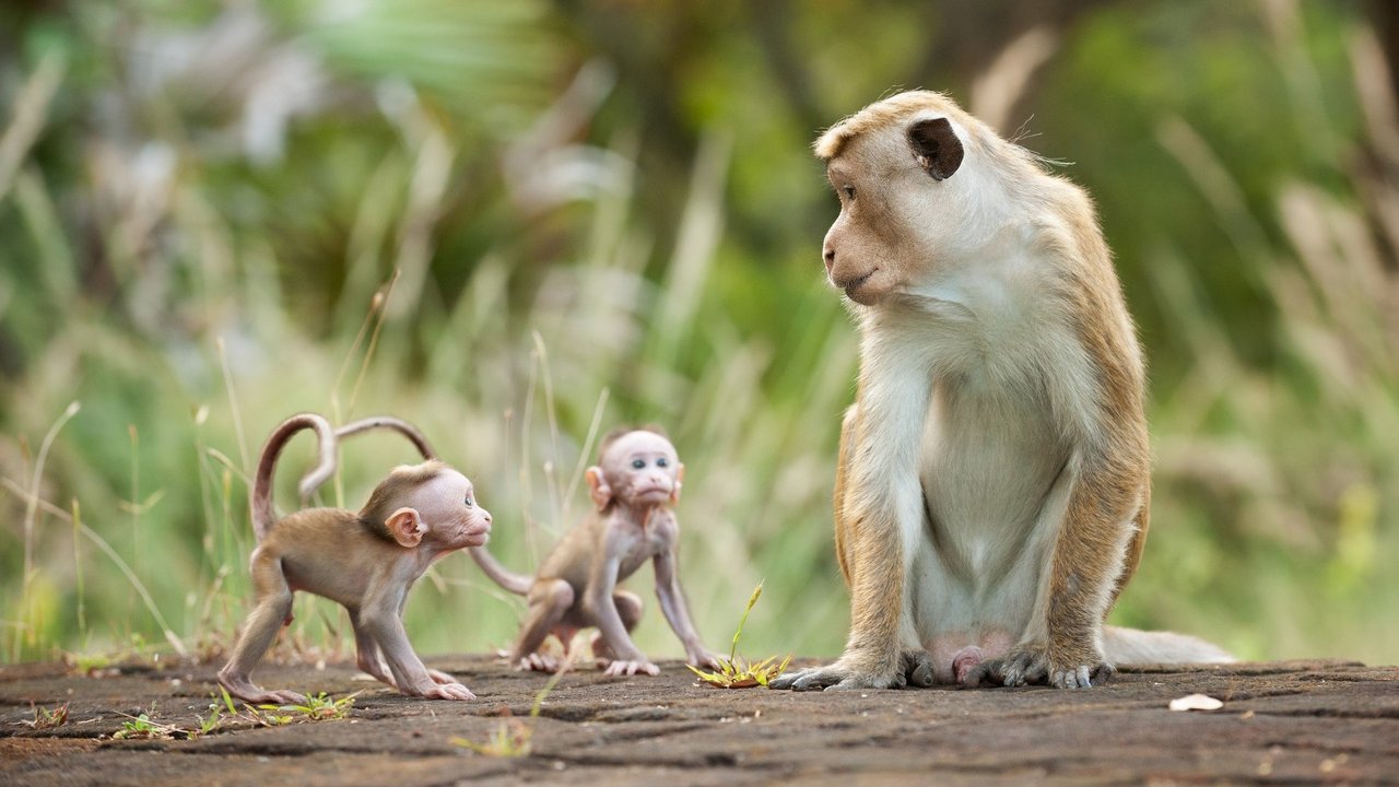 Backdrop image for movie Monkey Kingdom