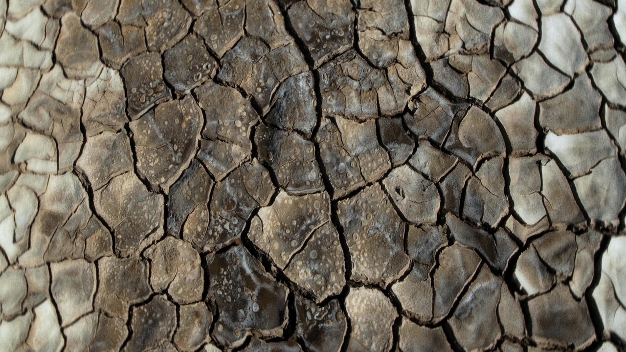 Backdrop image for movie What Does the Mud Whisper