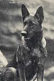 Photo of Fearless the Dog
