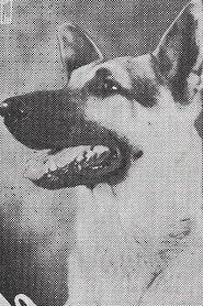 Photo of Rin-Tin-Tin Jr.