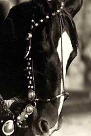 Photo of Tony the Horse