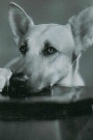 Photo of Flash the Dog