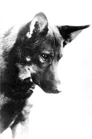 Photo of Rin-Tin-Tin