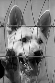 Photo of Ace the Wonder Dog
