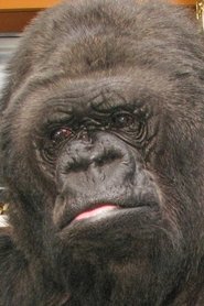 Photo of Koko