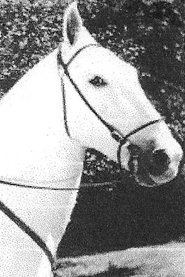 Photo of Silver King the Horse