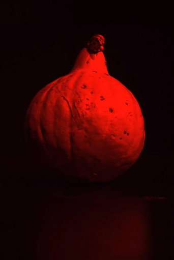 W dyni się nie mieści