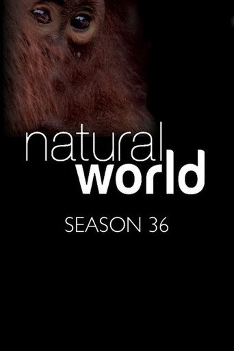 The poster for Season 36
