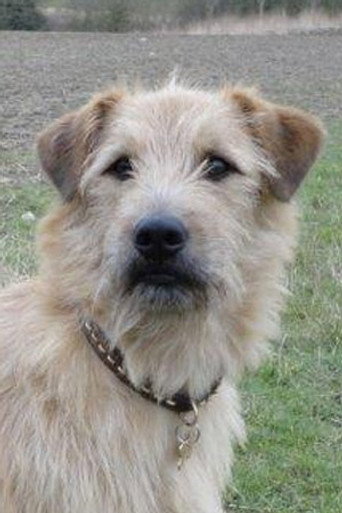 Portrait of Barley