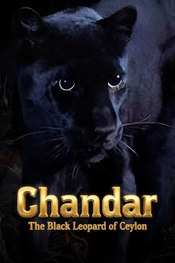 Poster for Chandar, the Black Leopard of Ceylon