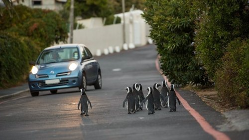 Cities: Nature's New Wild scene 2