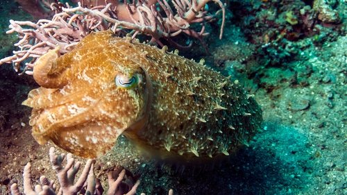 Wonders of the Ocean scene 3