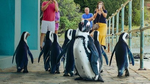Penguin Town scene 1