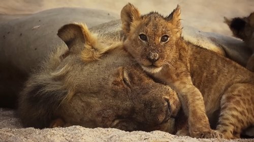 The Lions Rule scene 1