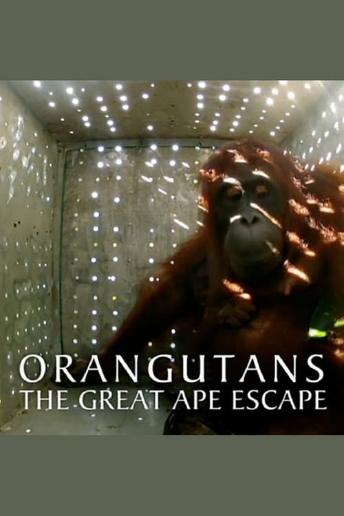 Poster for Orangutans: The Great Ape Escape