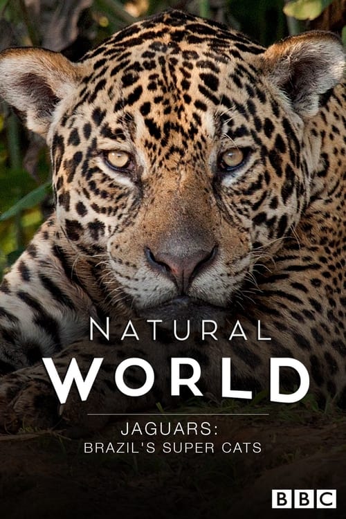 Poster for Jaguars: Brazil's Super Cats