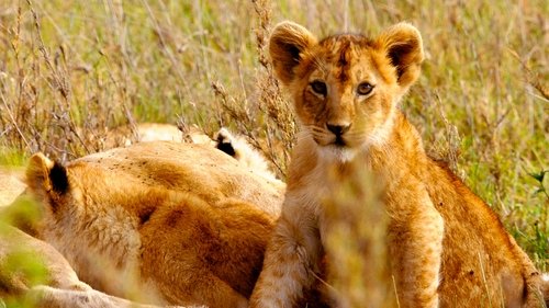 Born in Africa scene 4